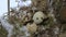 Bird nest on tree branch with three frozen eggs inside, winter.