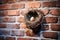 bird nest in vent against a brick wall background
