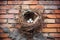 bird nest in vent on old brick wall