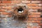 bird nest in vent on old brick wall