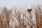 Bird nest in the weathered tree branches