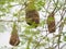 Bird Nest ,Weaver on the tree