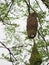 Bird Nest ,Weaver on the tree