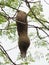 Bird Nest ,Weaver on the tree