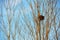 Bird nest on white branches with sunshine and blue sky