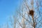 Bird nest on white branches with sunshine and blue sky