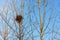 Bird nest on white branches with sunshine and blue sky