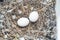 Bird nest white pigeon dove eggs lay on the nest