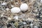 Bird nest white pigeon dove eggs lay on the nest