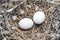 Bird nest white pigeon dove eggs lay on the nest