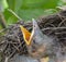 Bird nest with young birds - Eurasian Blackbird.