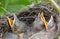 Bird nest with young birds - Eurasian Blackbird.