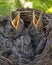 Bird nest with young birds - Eurasian Blackbird.