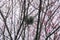 Bird nest on a young plum blossom tree