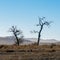 Bird nests and a bird in barren trees during winter in the Nevada desert