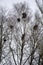 Bird nests on old birches in the park in early spring. The Rooks Have Arrived. Migratory birds returned to their homeland