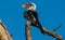 Bird northern red-billed hornbill