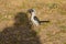 Bird northern red-billed hornbill on the ground