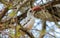 Bird northern red-billed hornbill on the tree