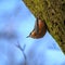 Bird Nuthatch