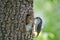 Bird Nuthatch feeds hungry nestling by caterpillar. Wild nature scene of spring forest life