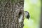 Bird Nuthatch moves along tree trunk, nestling waits for feeding in hollow of the oak