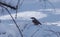 Bird nuthatch at snow