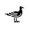 bird ocean glyph icon vector illustration
