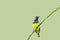 (Bird) Olive-backed Sunbird