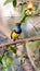 Bird (Olive-backed sunbird) on tree in nature wild