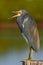 Bird with open bill. Water bird sitting on the tree stump. Beach in Florida, USA. Water bird Tricolored Heron, Egretta tricolor