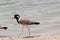 Bird with open peak in the shore of lake Dubai,UAE on 28 June 2017