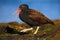 Bird with open red bill. Blakish oystercatcher, Haematopus ater, with oyster in the bill, black water bird with red bill, feeding