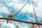 Bird with orange belly on a tree branch. Sunny day with many clouds on a gorgeous blue sky background.