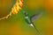 Bird with orange flower. Flying hummingbird. Action scene with hummingbird. Tourmaline Sunangel eating nectar from beautiful yello