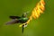 Bird with orange flower. Flying hummingbird, Hummingbird in fly. Action scene with hummingbird. Hummingbird Tourmaline Sunangel ea