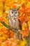 Bird in orange forest, yellow leaves. Long-eared Owl with orange oak leaves during autumn. Wildlife scene fro nature, Sweden. Anim