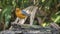 Bird (Orange-headed thrush) on a timber