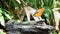 Bird Orange-headed thrush on timber in nature