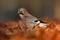Bird in the orange leaves. Eurasian Jay, Garrulus glandarius, portrait of nice bird with orange fall down leaves and morning sun