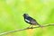 Bird (Oriental Magpie Robin)