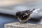 Bird (Oriental magpie-robin) bath in puddle