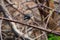 Bird Oriental magpie-robin or Copsychus saularis black and white color in the garden stock photo