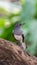 Bird (Oriental magpie-robin) in a nature wild