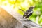 Bird (Oriental magpie-robin) in a nature wild