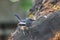 Bird (Oriental magpie-robin) in a nature wild