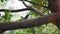 Bird Oriental magpie-robin in a nature wild