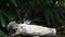 Bird Oriental magpie-robin on a tree