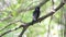 Bird Oriental magpie-robin on a tree