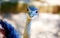 Bird ostrich and Blur background. Struthio camelus. Smiling bird.